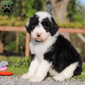 Luke, Sheepadoodle Puppy